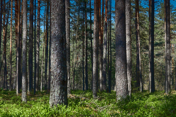 view of the dark forest in summer. Russian forest. nature of Russia. Russia, Kaluga region - Photo, Image