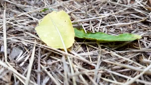 żółte i zielone jesienne liście leżą na suchej trawie. - Materiał filmowy, wideo