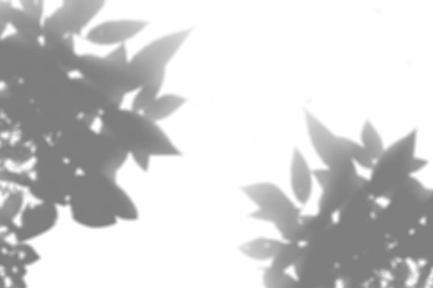 Der Schatten der Pflanze an der weißen Wand. Schwarz-weißer Sommerhintergrund für Foto-Overlay oder Mockup - Foto, Bild
