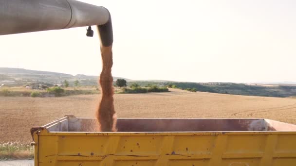 Комбайн завантажує зерно в причіп вантажівки. Заливка зерна пшениці в тракторний причіп після збору врожаю на полі
. - Кадри, відео