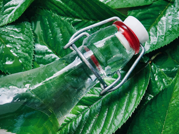 Caraffa di vetro e foglie verdi
 - Foto, immagini