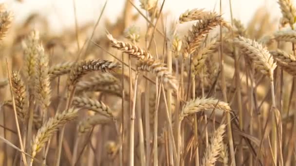 Wheat Field. Ears of wheat close up. Harvest concept. Field of golden wheat swaying. Nature landscape.  - Footage, Video