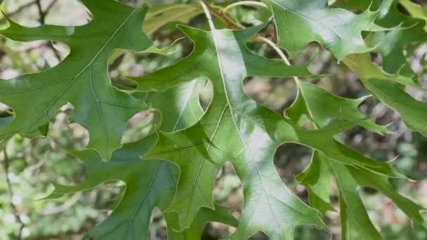 Ένα κοντινό κομμάτι από πλούσια πράσινα φύλλα βελανιδιάς που φυσούν στο αεράκι μια ηλιόλουστη μέρα στον Καναδά απαλά σε ένα γαλήνιο, ήσυχο απόγευμα. - Πλάνα, βίντεο