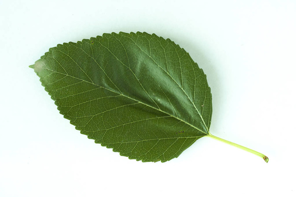 зелений лист рослини на білому тлі
 - Фото, зображення