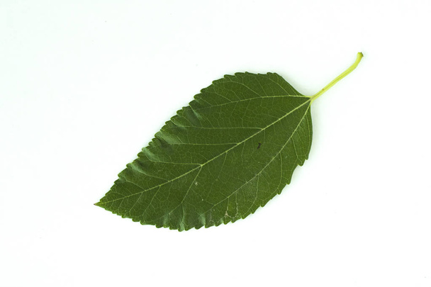 зелений лист рослини на білому тлі
 - Фото, зображення
