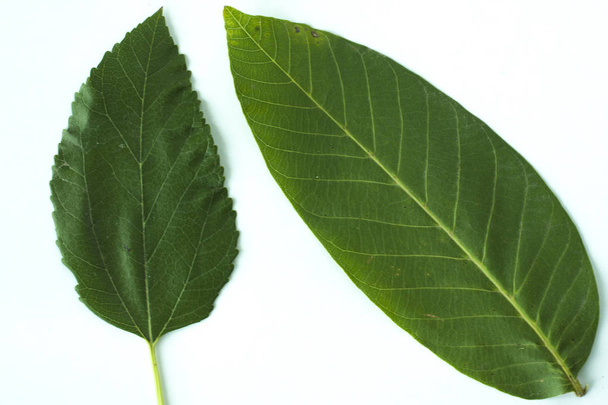 Зелене листя рослин на білому тлі
 - Фото, зображення