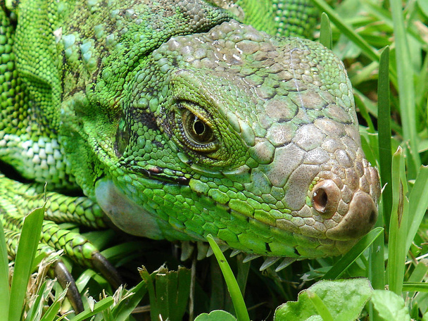 un primo piano di un'iguana nel giardino
 - Foto, immagini