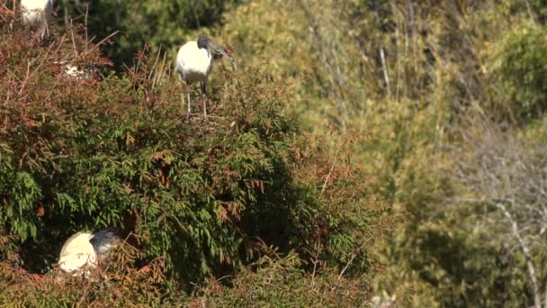 Australian White ibis outside during the day time. - Footage, Video