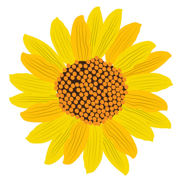 Isolated sunflower image - Διάνυσμα, εικόνα