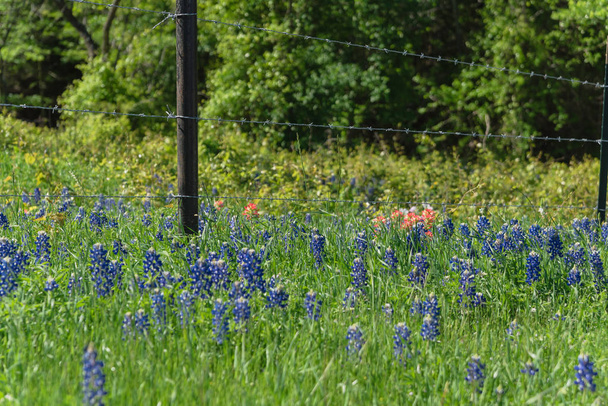 Bluebonnet-kentät pitkin maalaismainen teräs langallinen aita maaseudulla Texas, Amerikka
 - Valokuva, kuva