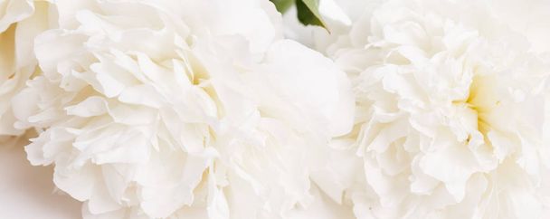 Romanttinen banneri, herkkä valkoinen pioni kukkia lähikuva. Tuoksuvat vaaleanpunaiset terälehdet - Valokuva, kuva