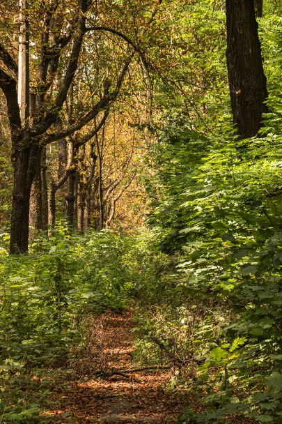 pad in een dicht bos in de zomer, omringd door prachtig gebladerte - Foto, afbeelding