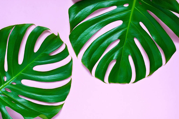Tropical palm leaves, monstera.  Flat lay, top view - Foto, imagen