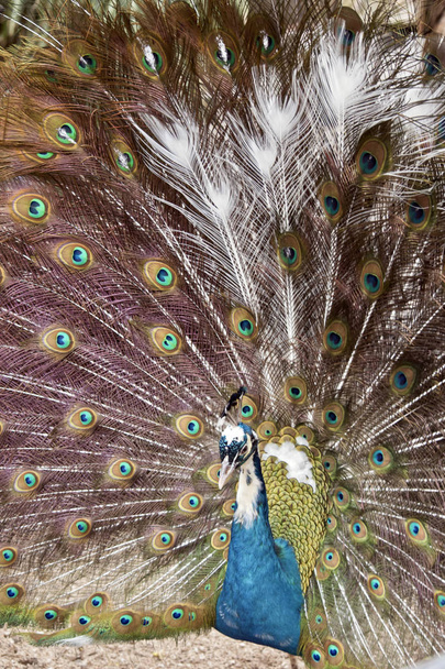 Dit is een close-up van een mannelijke Pauw - Foto, afbeelding