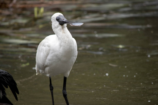 the royal spoonbill is drinking - Photo, image