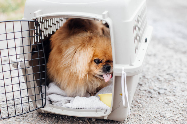 Old pekingese dog sitting in carrying cage at shelter. Adorable  - Photo, Image