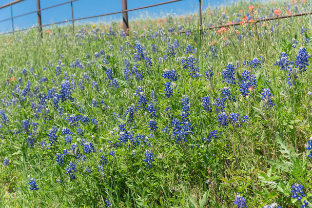 Bluebonnet полів уздовж сільську сталь провідний паркан в сільській місцевості в Техасі, Америка - Фото, зображення