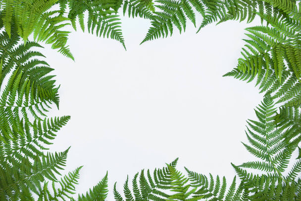 Frame made of green fern leafs, palm frond on white background.  - Photo, image