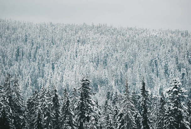 Charming winter forest landscape. Beautifully snow-covered pine trees. Near Zakopane. Poland - Zdjęcie, obraz