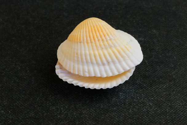 La concha marina se encuentra sobre un fondo negro de concha marina de Spectrobin
   - Foto, imagen
