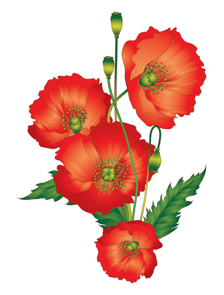Poppy flowers - Vector, Image