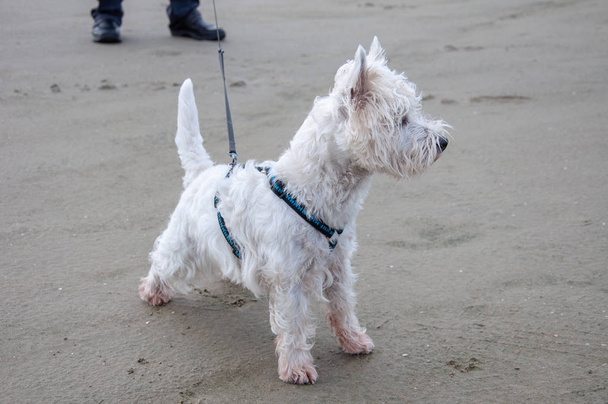 West Highland White terrier se divierte en la playa
 - Foto, Imagen