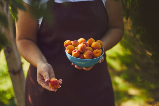 Woman with full bowl of ripe apricots - Valokuva, kuva
