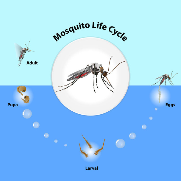 De levenscyclus van muggen vector infographic van insecten leggen eieren in water - Vector, afbeelding