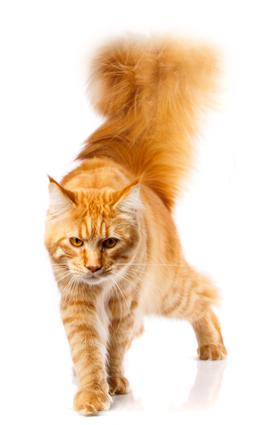 Red Maine Coon, 7 months old, studio shot - Photo, Image