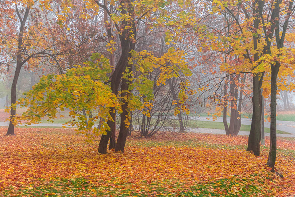 Värikäs lehdet syksyn puiston sumussa, syksyn maisema
 - Valokuva, kuva