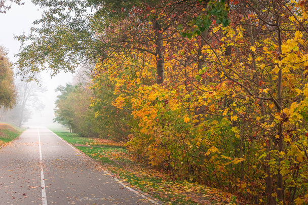 Stezka v městském parku s pestrými stromy v mlze, podzimní krajině - Fotografie, Obrázek