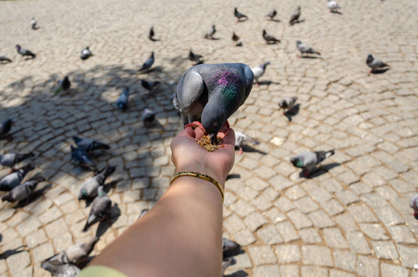 Жінка годує голубів у парку
.  - Фото, зображення