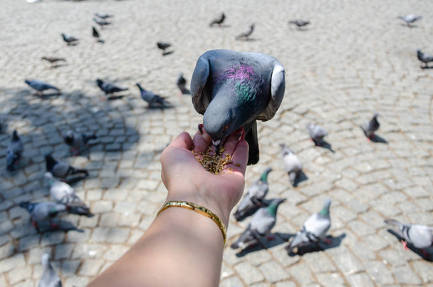 Nő turista etetés galambokat a parkban.  - Fotó, kép