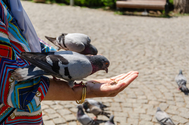 Жінка годує голубів у парку
.  - Фото, зображення