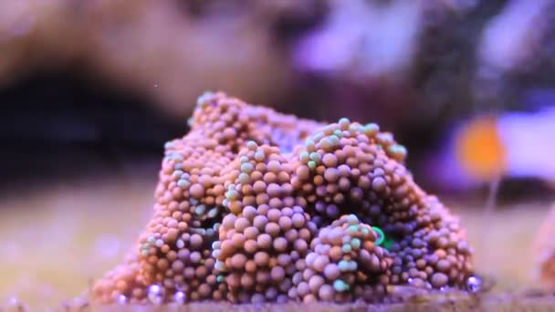 Video of Ricordea florida mushroom coral in aquarium - Footage, Video