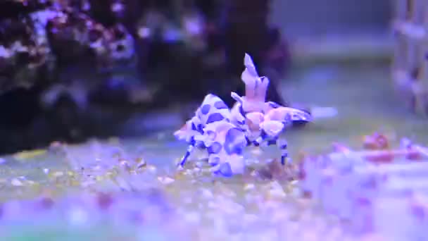 Arlequim camarão à procura de estrelas-do-mar em aquário de coral
 - Filmagem, Vídeo