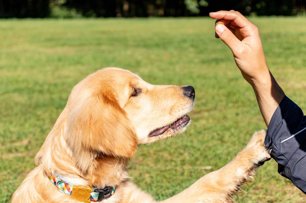 Nuori koira vuorovaikutuksessa sen omistajan kanssa
 - Valokuva, kuva