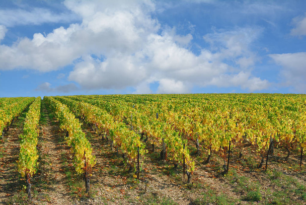 Vinice v Burgundsku v regionu Chablis, Francie - Fotografie, Obrázek