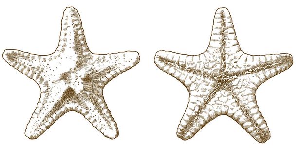 denizyıldızı oyma antik illüstrasyon - Vektör, Görsel