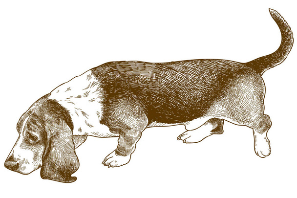 rytí ilustrace psa Basset - Vektor, obrázek