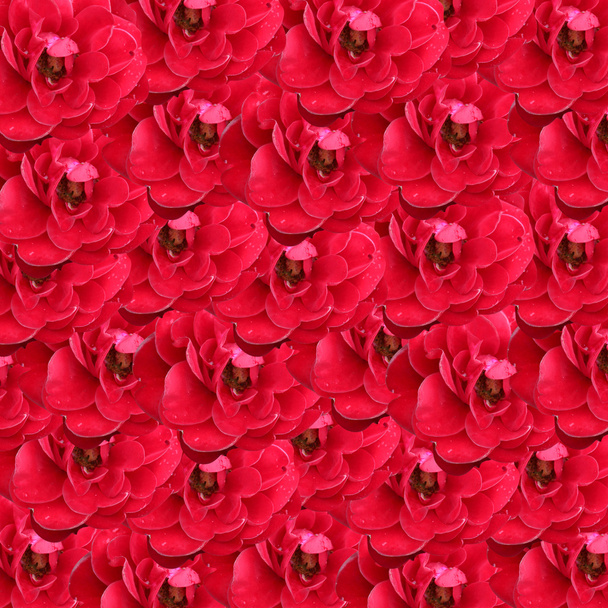 red roses background - Фото, изображение