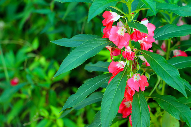 Balsam ogrodowy, Rose balsam czerwony bukiet kwiatów kwitnących - Zdjęcie, obraz