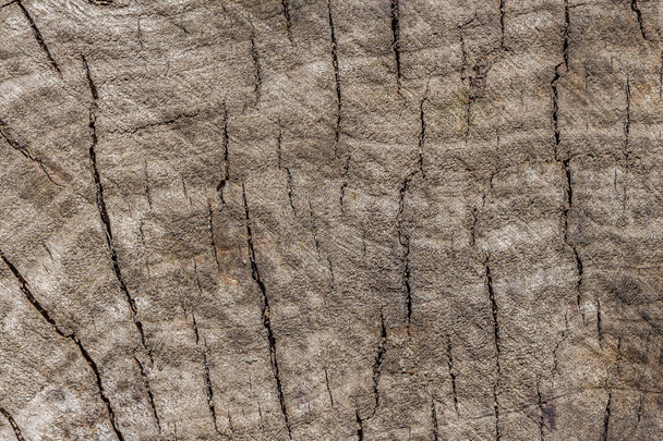 Beautiful horizontal gray texture of old stamp of poplar tree with cracks is in the photo - Photo, Image