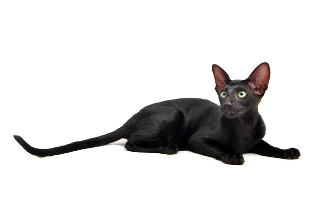 Portrait de chat Oriental à poil court aux yeux verts
 - Photo, image