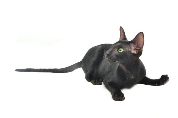 Portrait de chat Oriental à poil court
 - Photo, image