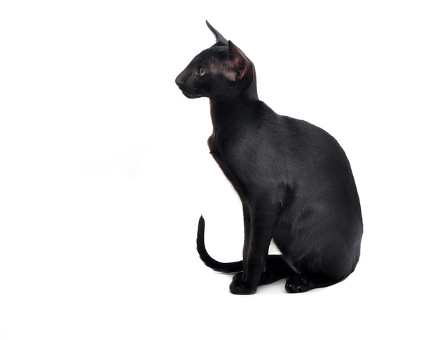 Portret van Oosterse korthaar kat - Foto, afbeelding