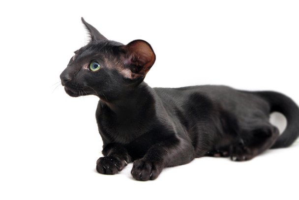 Sziámi macska portréja - Fotó, kép