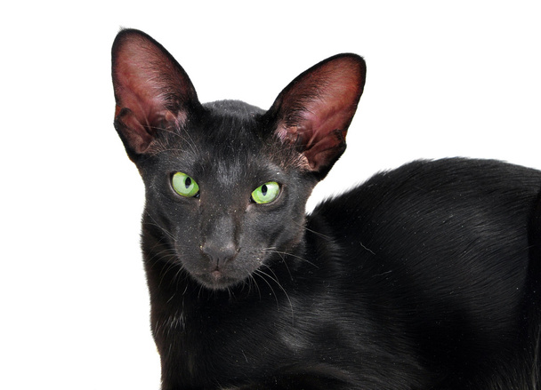portrét orientální krátkosrstá kočka se zelenýma očima - Fotografie, Obrázek