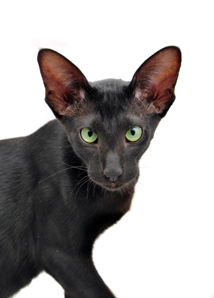 緑色の目でシャム猫の肖像画 - 写真・画像