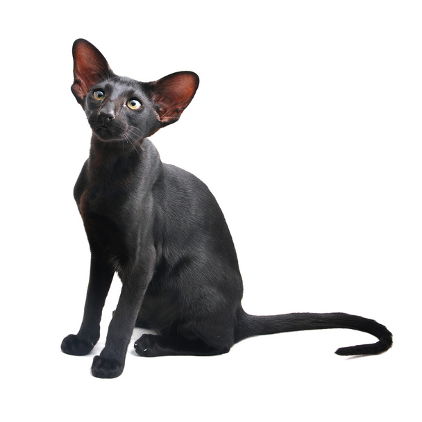 Портрет сіамські кішки - Фото, зображення